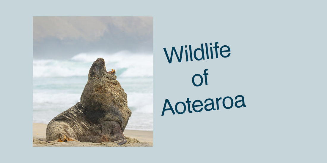 Ōtepoti Sea Lions - Wildlife of Aotearoa
