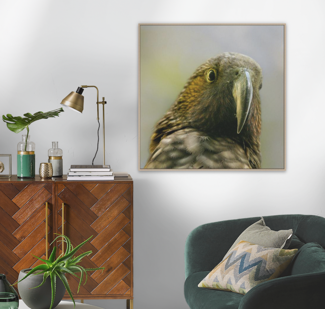 Framed canvas wilderness wall art from Blankwallnz. Kea portrait. Modern, light, and practical — inspired by Aotearoa’s wild places. No glass, no glare, no fuss.