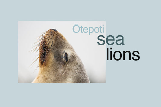 Female Sea lion. Wildlife of New Zealand