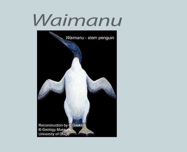 Waimanu a waterbird by another name