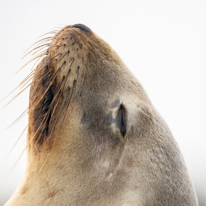 Wall Art Animals showcases native wild New Zealand Aotearoa animals and birds