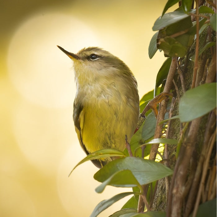 Tītipounamu - aka rifleman bird, a tinyy wee NZ native