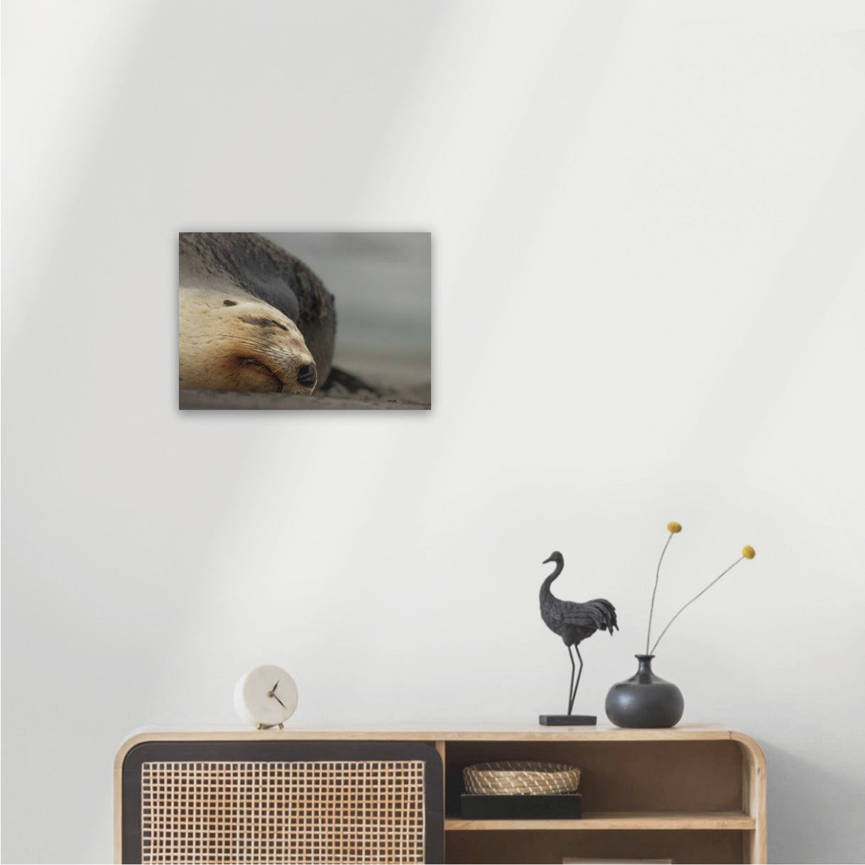 Big mama New Zealand sea lion, Ōtepoti Dunedin, warm silky browns and honey tones. Rare animal conservation vibes every day.