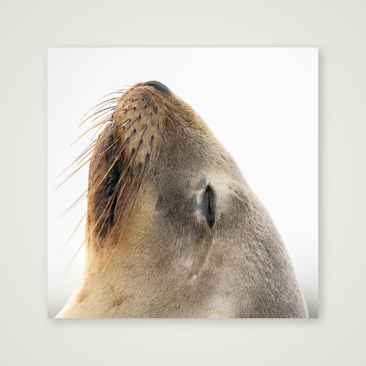 Elegant Sea lion UK — 30×30cm, 12×12" Print only