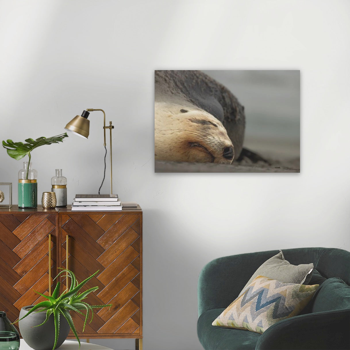 Big mama New Zealand sea lion, Ōtepoti Dunedin, warm silky browns and honey tones. Rare animal conservation vibes every day.