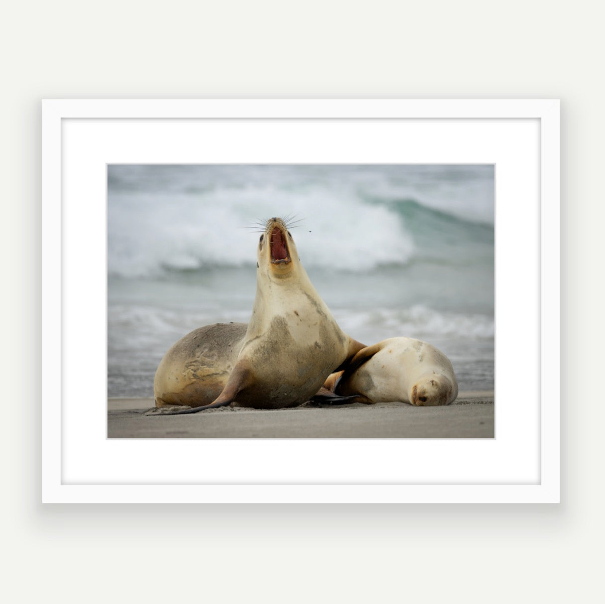 Fish breath! NZ sea lion
