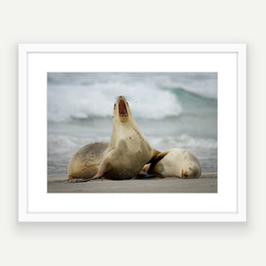 Fish breath! NZ sea lion