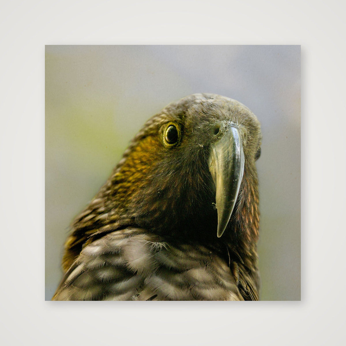 Hello Kākā UK — 30×30cm, 12×12" Print only