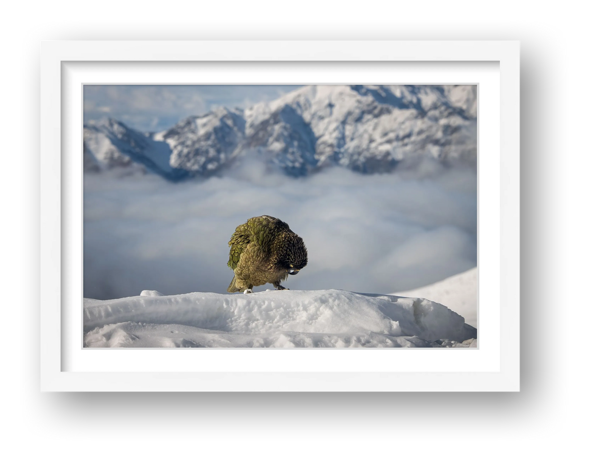 Kea in Snow NZ wilderness art UK — framed