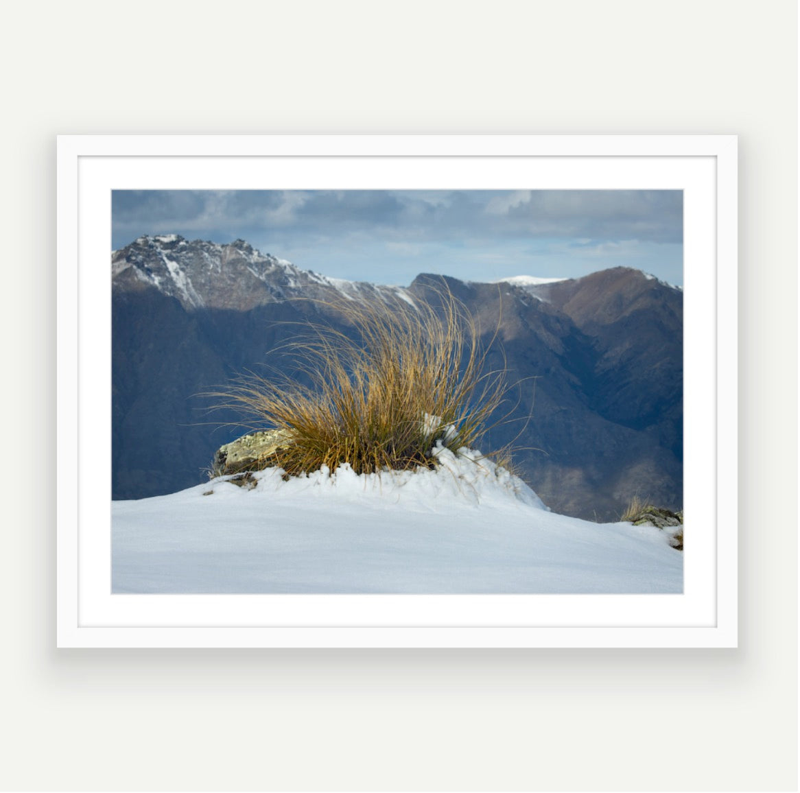 Tussock in Snow