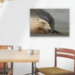 Mama kake, NZ sea lion art - Animal Wall Art
