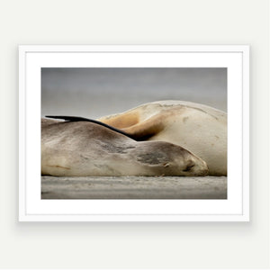 A mama’s hug NZ sea lion - Framed Art or Canvas