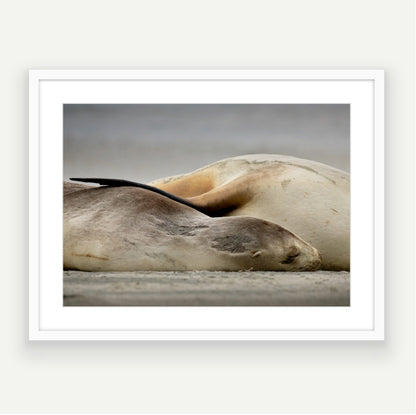 A mama’s hug NZ sea lion - Framed Art or Canvas