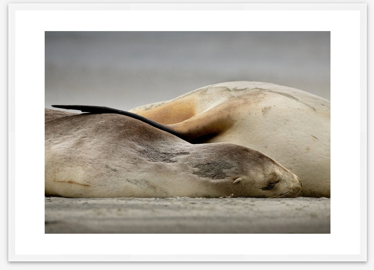 White framed mama and baby sea lion. Real life for growing minds, canvas or premium frame options.