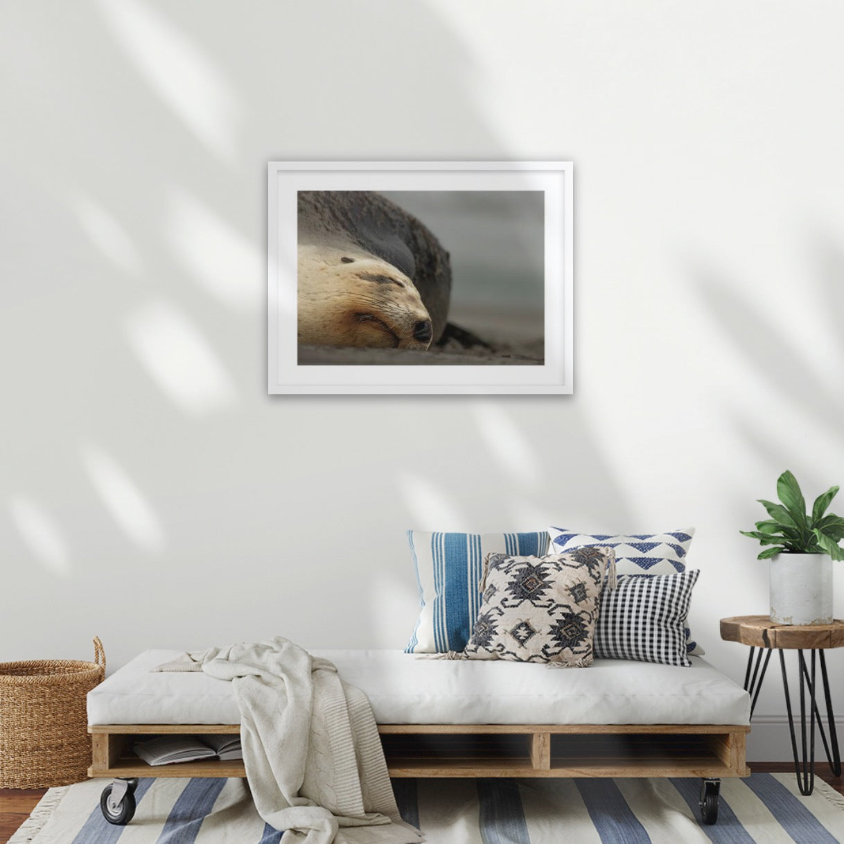 Big mama New Zealand sea lion, Ōtepoti Dunedin, warm silky browns and honey tones. Rare animal conservation vibes every day.