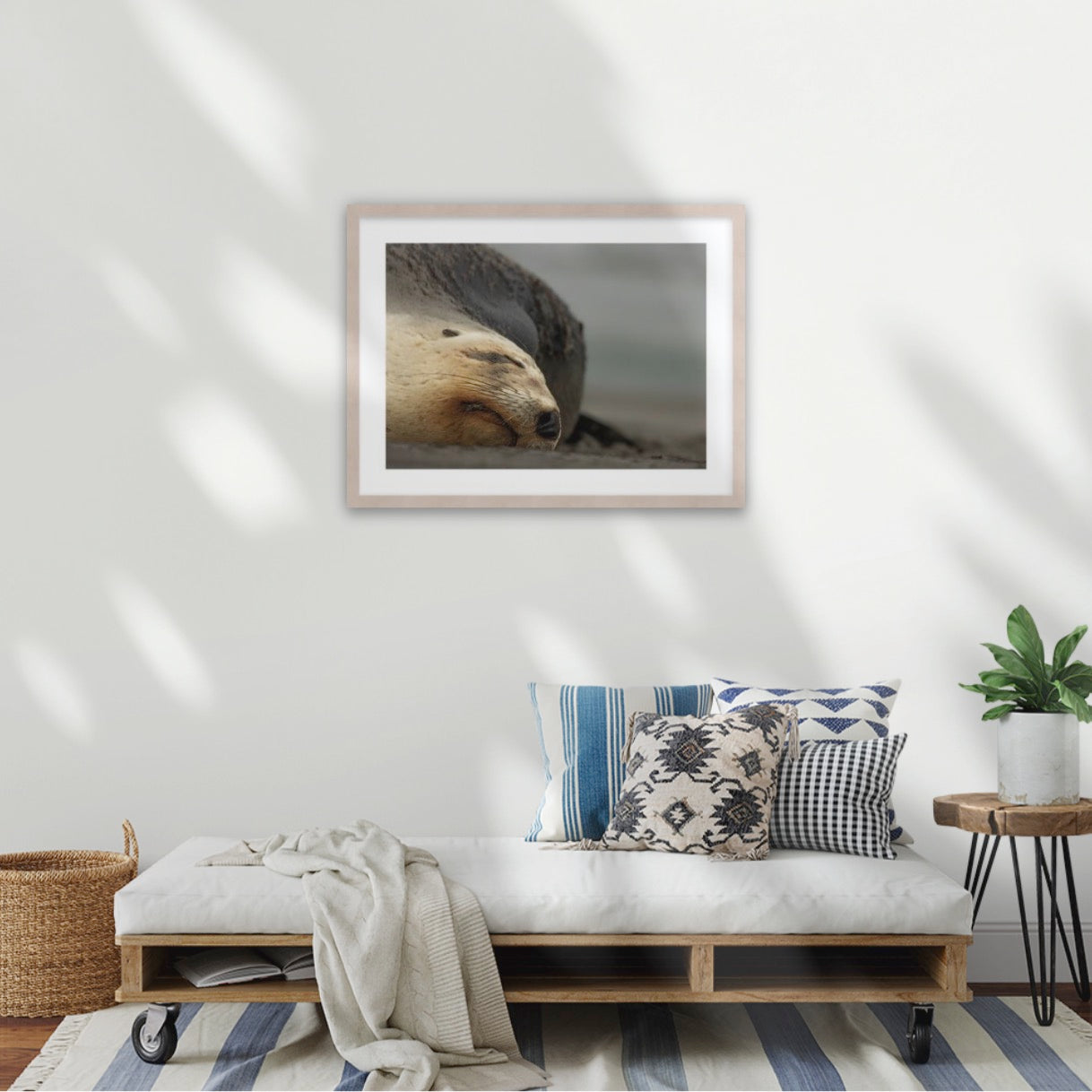 Big mama New Zealand sea lion, Ōtepoti Dunedin, warm silky browns and honey tones. Rare animal conservation vibes every day.