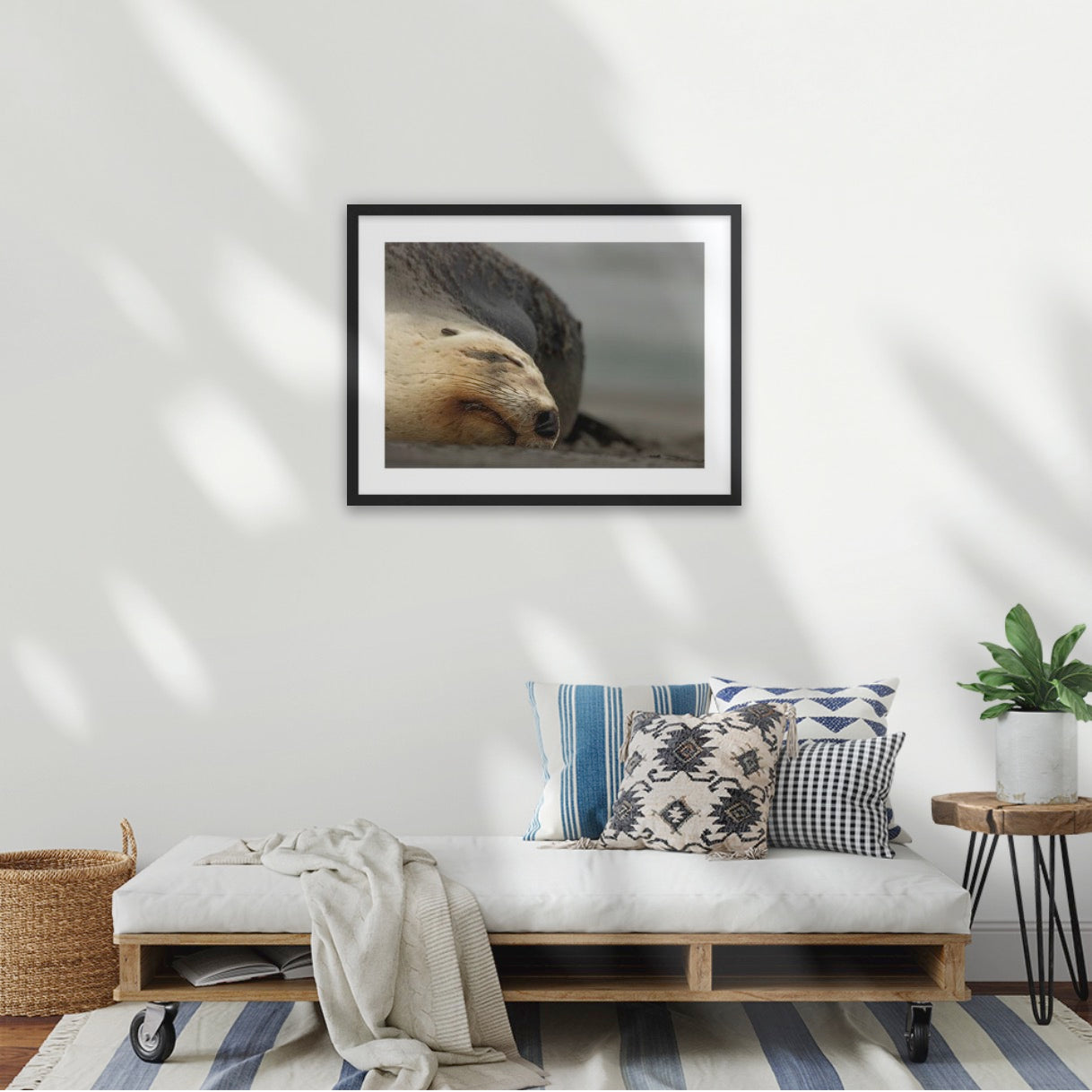 Big mama New Zealand sea lion, Ōtepoti Dunedin, warm silky browns and honey tones. Rare animal conservation vibes every day.