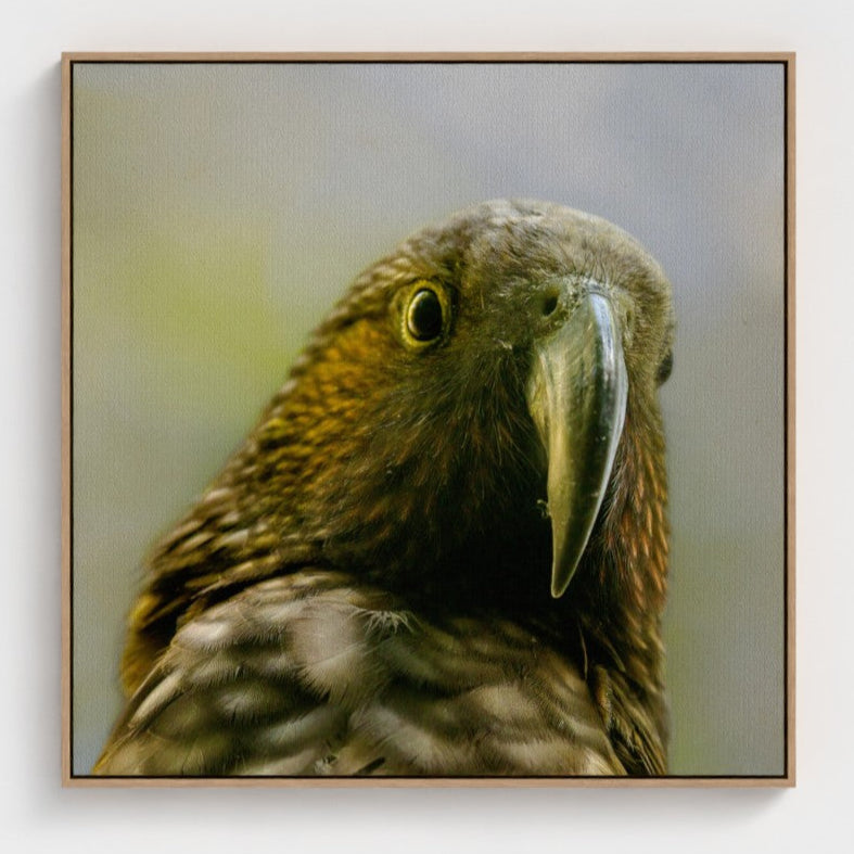kaka_bird_portrait-_102cmx102cm (40inches) canvas_float_frame