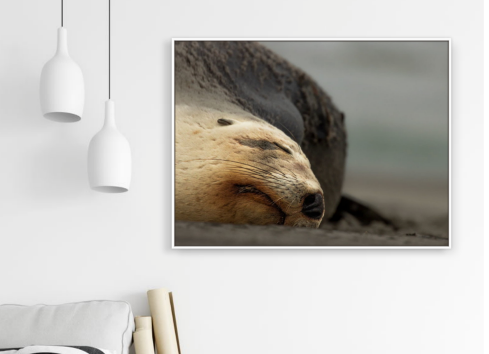 Close-up of a New Zealand sea lion's face in a white frame on a white wall. By Blankwallnz