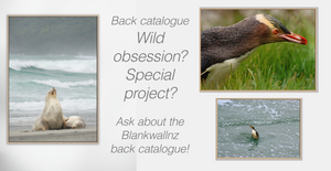 Rare Wildlife - back catalogue bundle; YOU CHOOSE