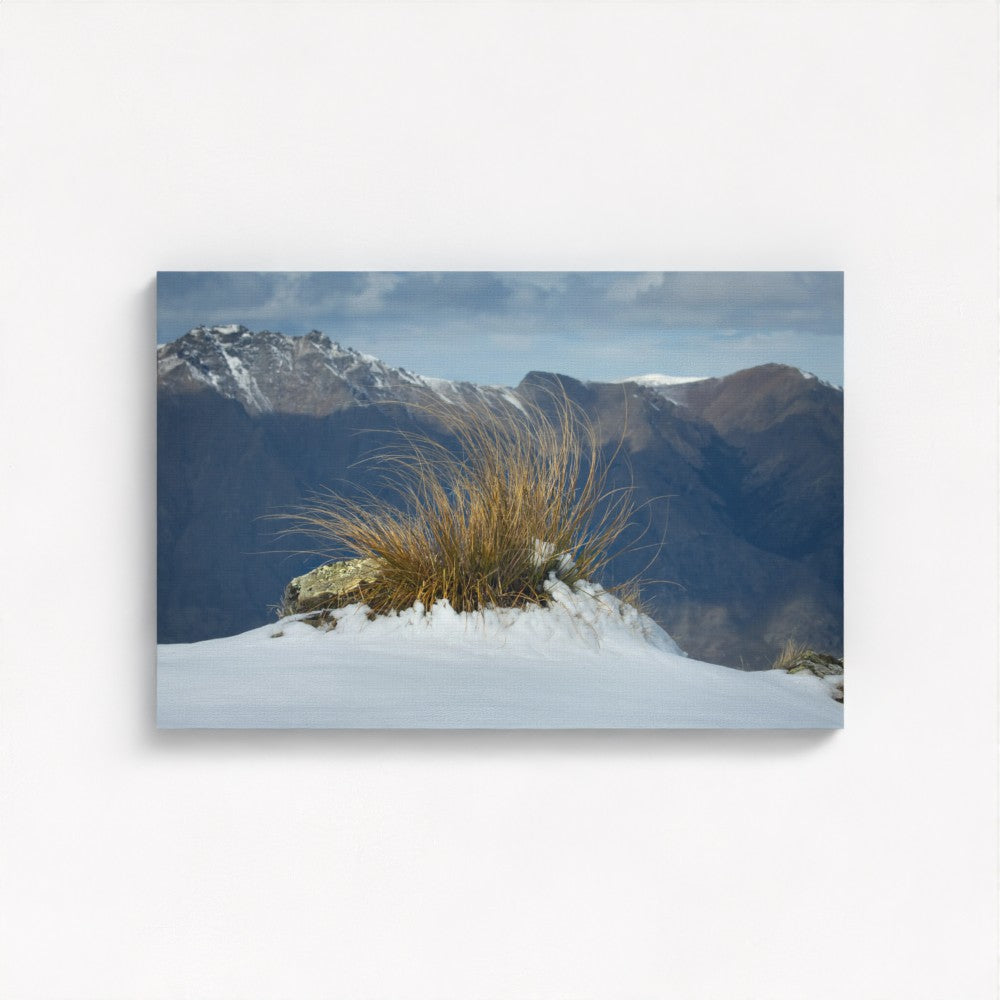 Tussock in Snow, shows the story of wild high peaks of the Otago province in deep south of New Zealand. Mirror wrapped canvas