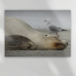 Mama and baby sea lion - photobombed by seagull. Canvas Art. 