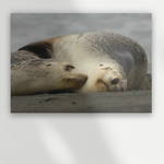 Chilling with Mama - rare NZ sea lion wall art, Canvas or Framed Art