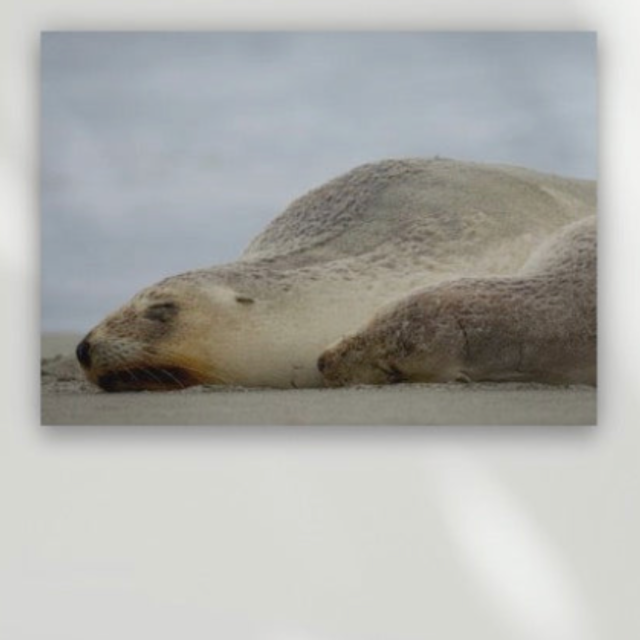 Baby sea lion and mother sea lion rest on beach. Canvas art or premium framed art. 