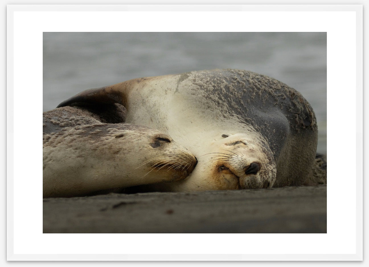 Natural wild animal wall art: A close up of mother and baby sea lion resting together on beach, in white premium frame.  