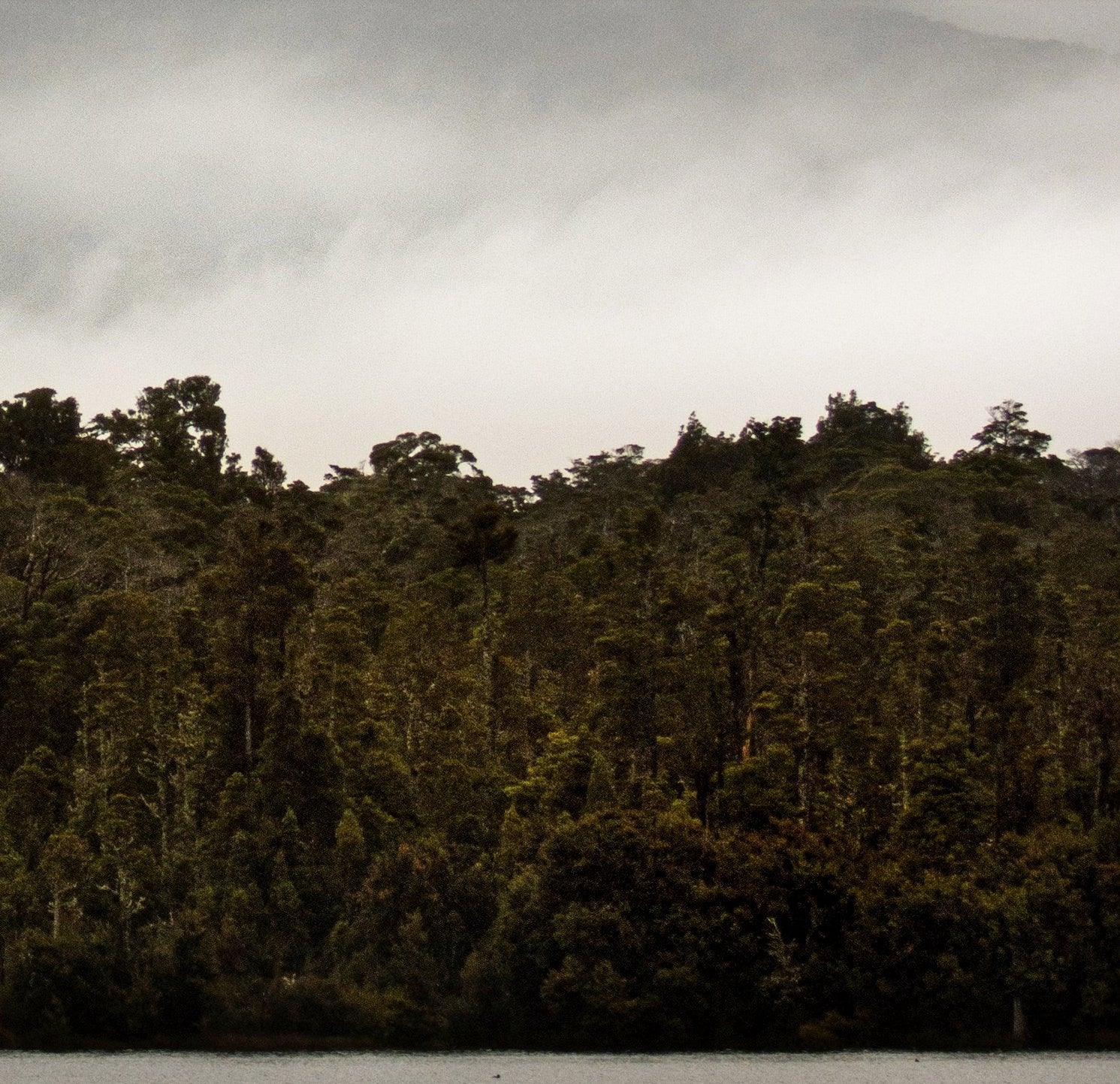 rainforest detail