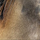  Sea lion female portrait 