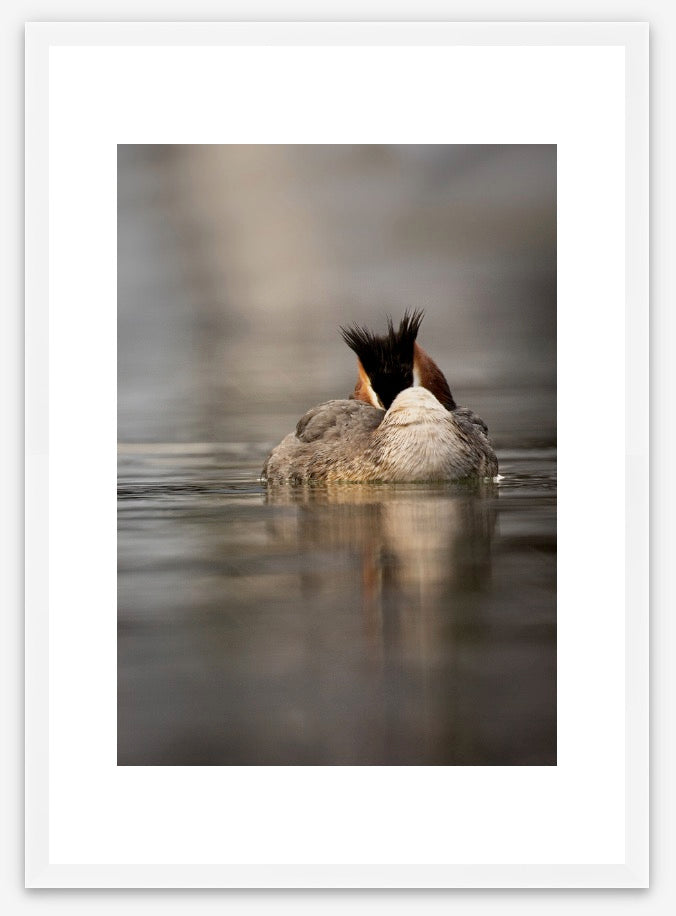 Native Crested Grebe sleeping on the lake at dawn, in a white premium frame. Smaller size, A3 framed art.