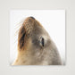 A square wall art print featuring a close-up photograph of a sea lion's head tilted upward against a white background, shown hanging on a light gray wall.