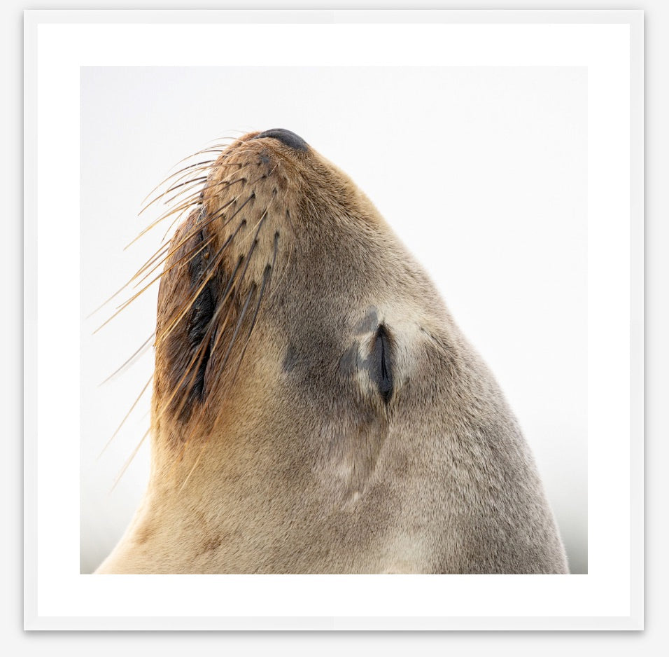 Elegant sea lion II Square - Framed Art or Canvas