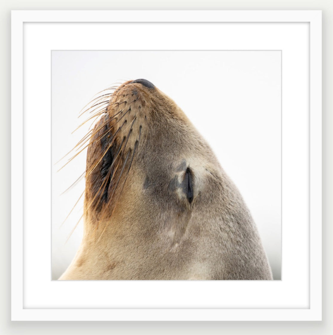 Premium white framed square wall art 50x50 and 40x40cm options, canvas available too.