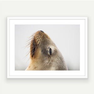 Elegant NZ sea lion  - Framed Art or Canvas