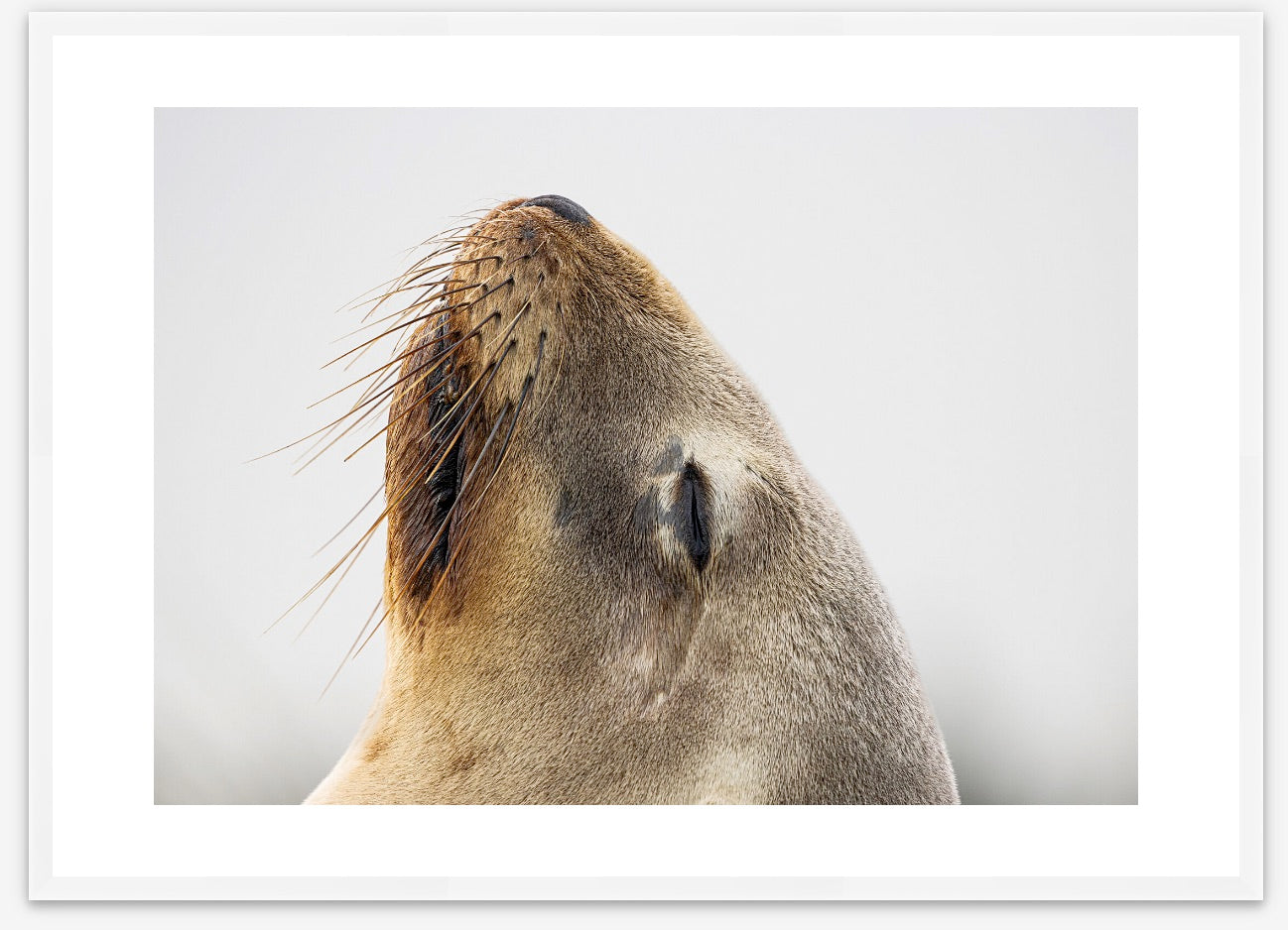 Wildlife fine art photography of an elegant wild sea lion close up head portrait, displayed in a white A1 size premium wood frame. 