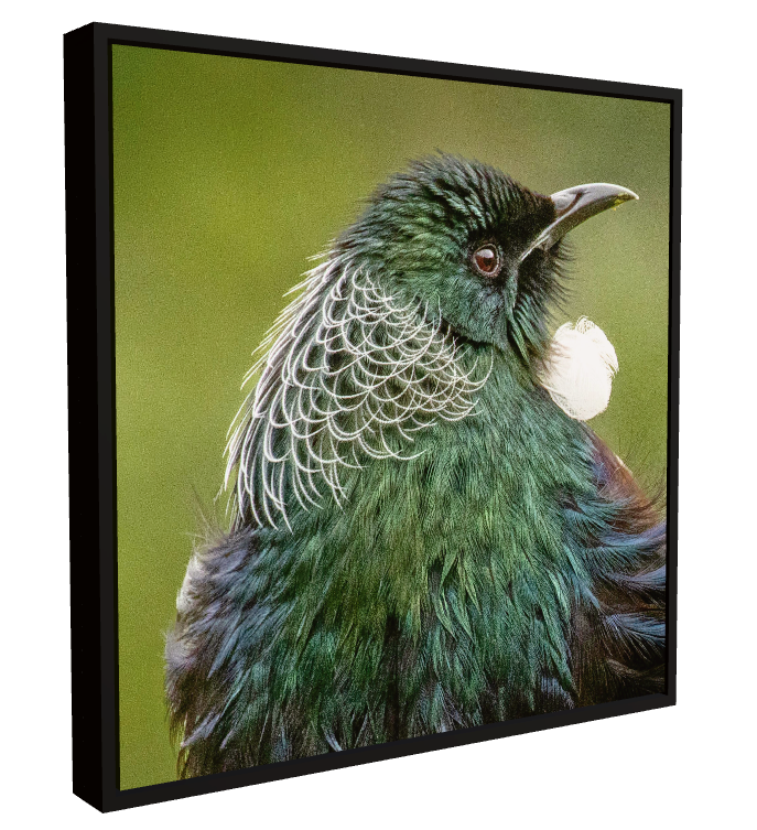 A framed square canvas print featuring a close-up photograph of a tui - an iridescent green-blue bird with white feather details against a soft olive-green background. The artwork is presented in a black floating frame on a plain white wall background.