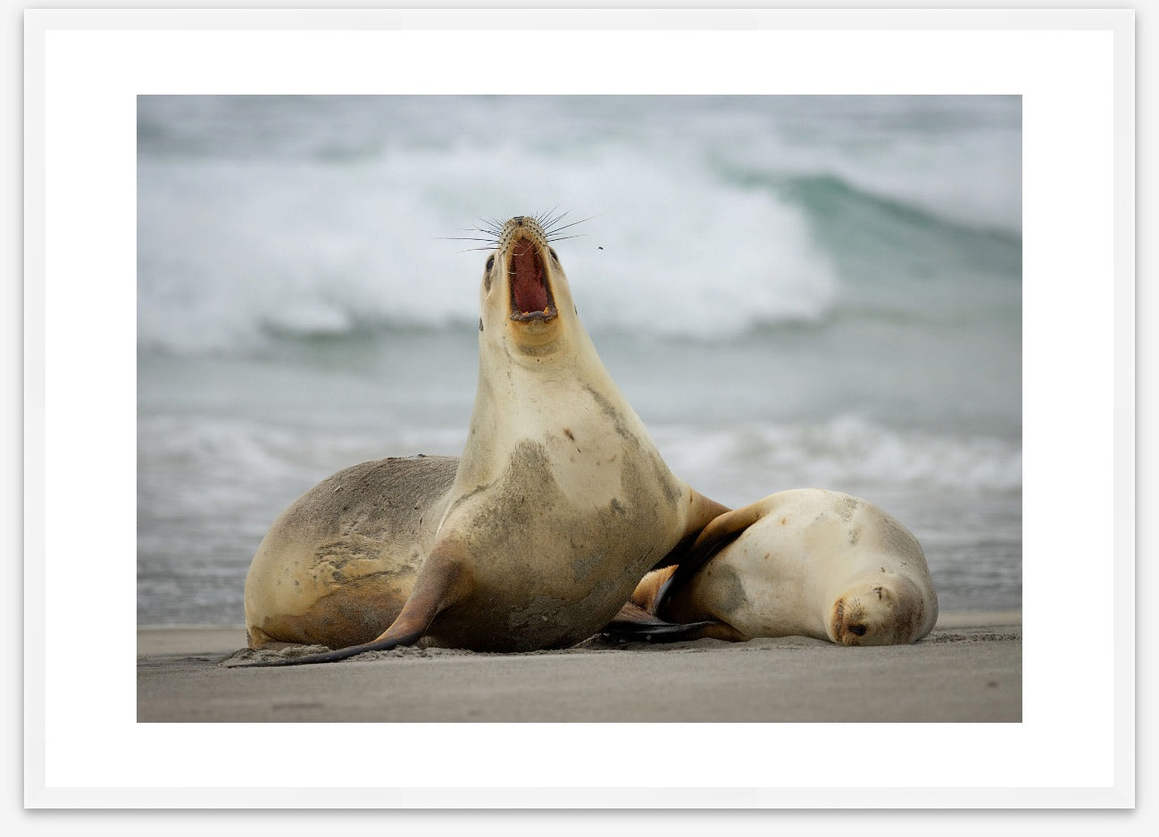 Fish breath! NZ sea lion