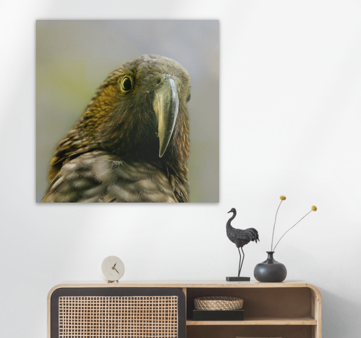 Kaka close up portrait square canvas medium sized. 
Awesome gift and the best price for budget conscious nature lovers.  Canvas without a frame fits any decor and is light and easy to move from home to flat and back.