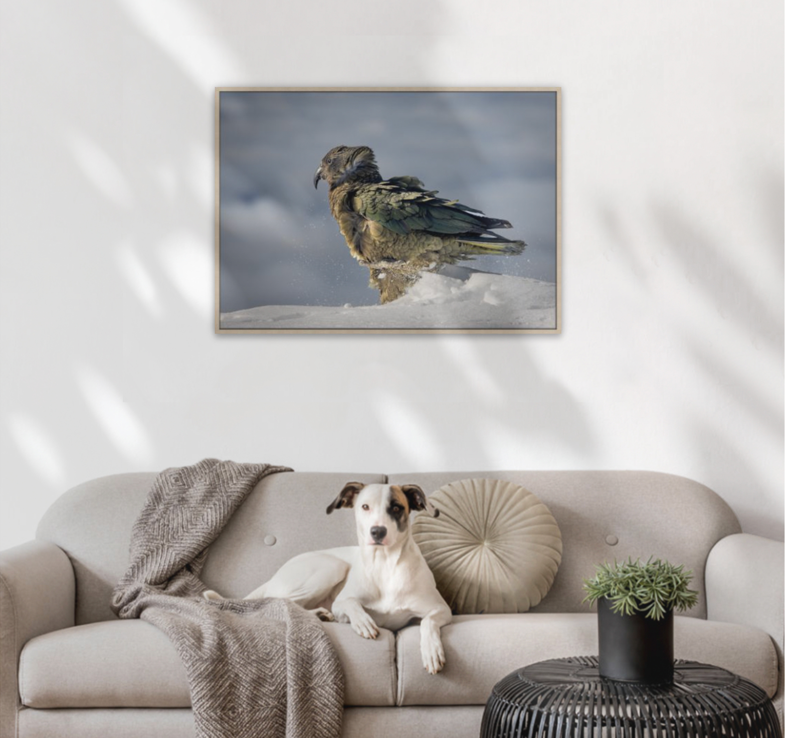 Canvas wood float frame of a kea in the snow on the wall in lounge room
