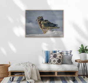 Framed artwork of a kea in snow on a white wall above a wooden bench with decorative pillows. Kea, snow parrot, in the Southern Alps in the Mount Aspiring area.
