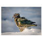 Kea in snow A1 canvas white float frame 