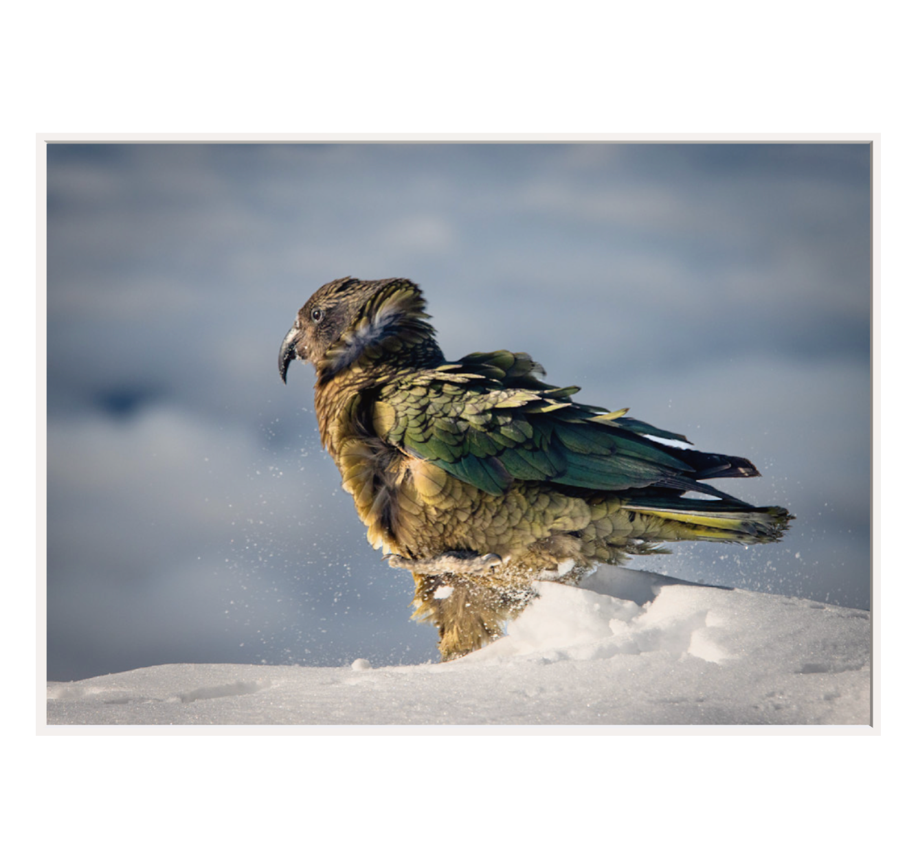 Kea in snow A1 canvas white float frame 