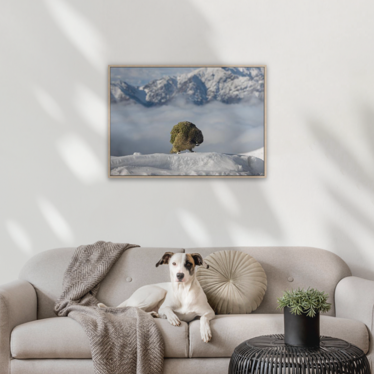 Travel art for hikers and ramblers.
Native kea lives in the harsh climate of the New Zealand high country.
Framed art of a wild  native bird on snowy mountain landscape 