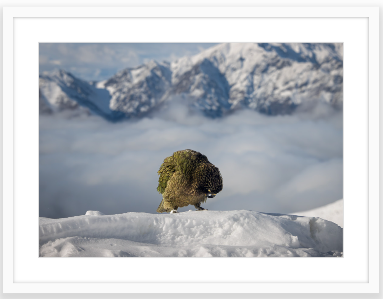 WIld kea parrot standing in the snow in the high Southern Alps of New Zealand 