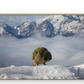 Parrot in snowy landscape with mountains in the background - A1 size (24x36 inch) - raw wood frame