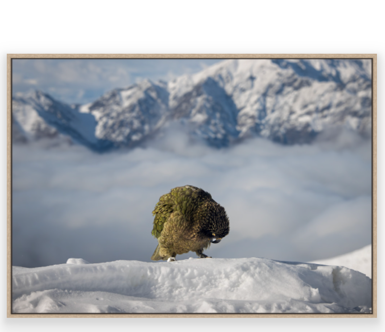 Parrot in snowy landscape with mountains in the background - A1 size (24x36 inch) - raw wood frame