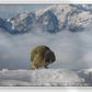Native kea, a parrot in snowy landscape with mountains in the background. This is the story of wild high peaks near Queenstown and Wanaka in the deep south of New Zealand. Travel art for hikers and ramblers.