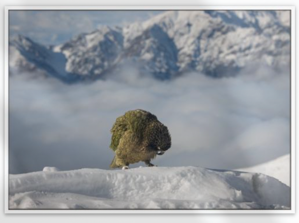 Native kea, a parrot in snowy landscape with mountains in the background. This is the story of wild high peaks near Queenstown and Wanaka in the deep south of New Zealand. Travel art for hikers and ramblers.